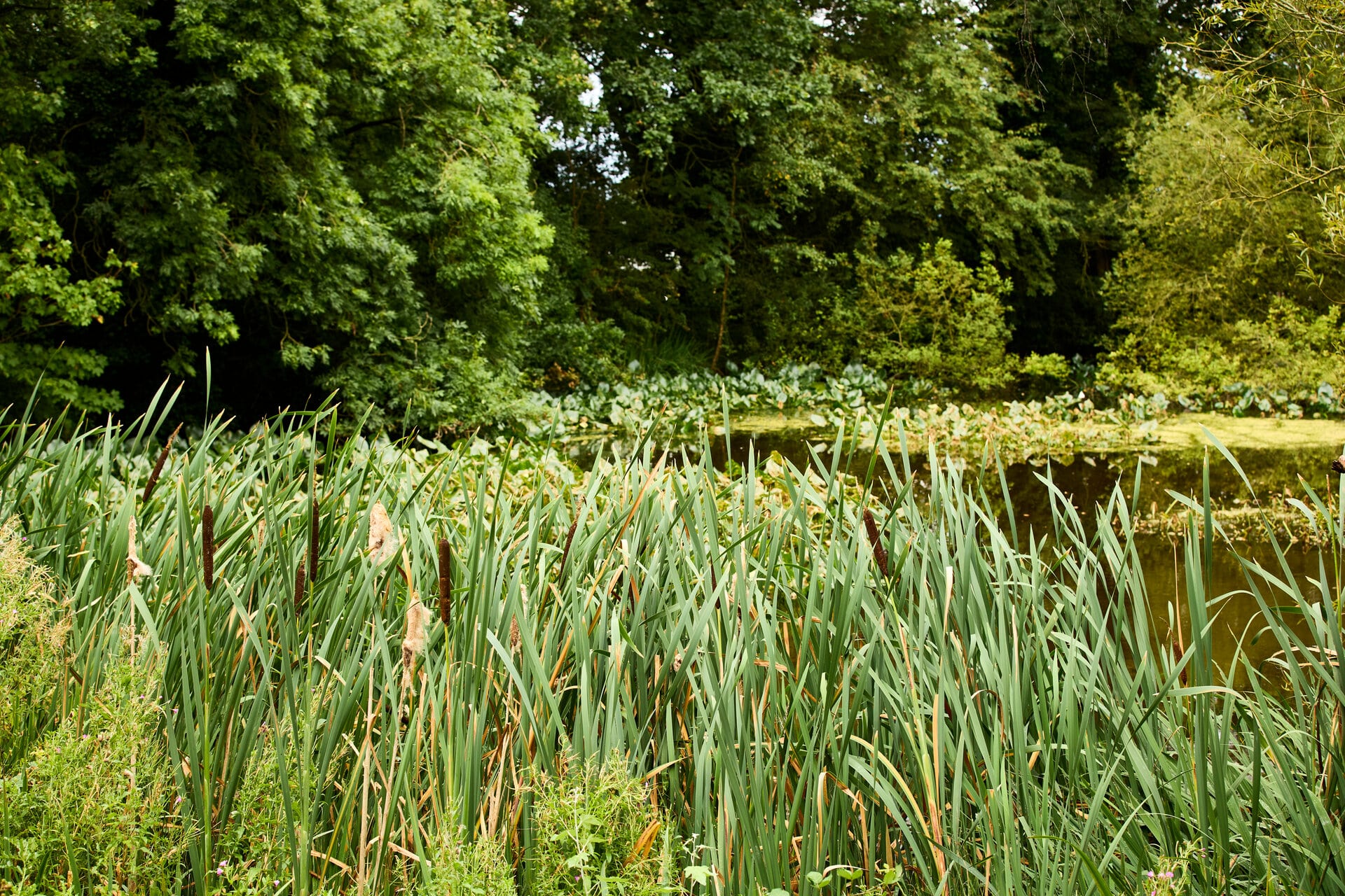 Kurn_240905-3999 (1)